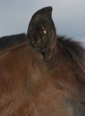 Best Tick Treatment for Horses 
