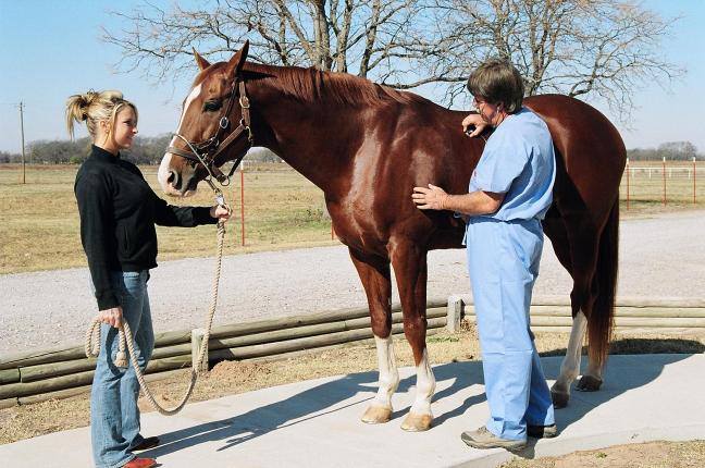 doctor examining horse